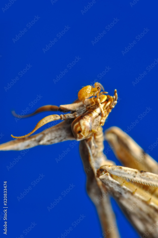 Close up of pair of Beautiful European mantis ( Mantis religiosa ) Close up of pair of Beautiful European mantis ( Mantis religiosa )