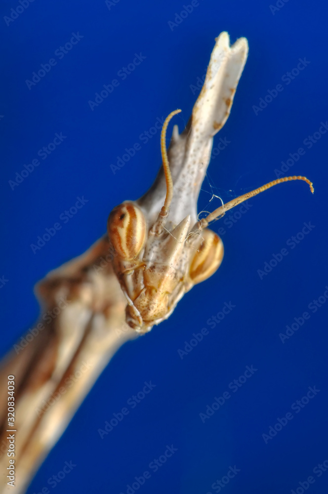 Close up of pair of Beautiful European mantis ( Mantis religiosa ) Close up of pair of Beautiful European mantis ( Mantis religiosa )
