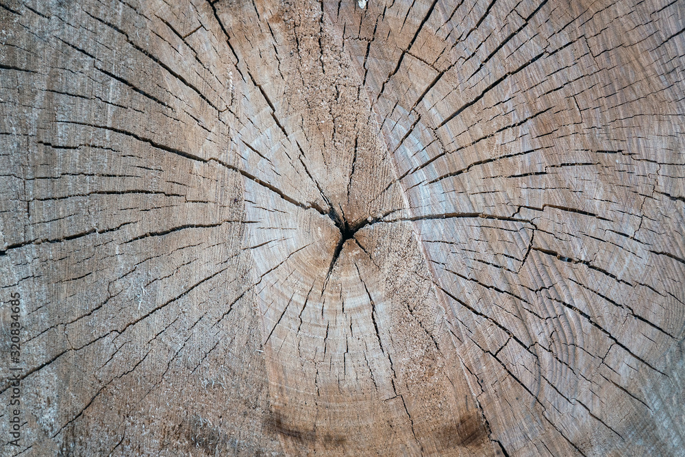 View of Section of an old tree trunk