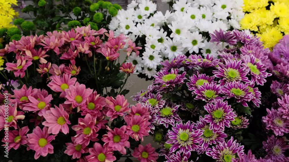 Beautiful multi-colored flowers in vases Beautiful multi-colored flowers in vases
