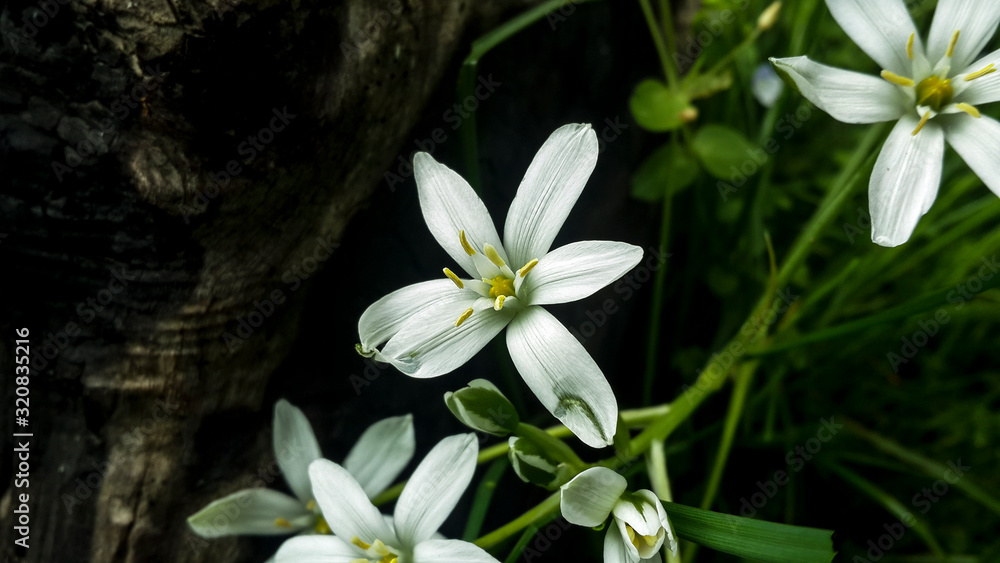 Obraz premium white flowers in water