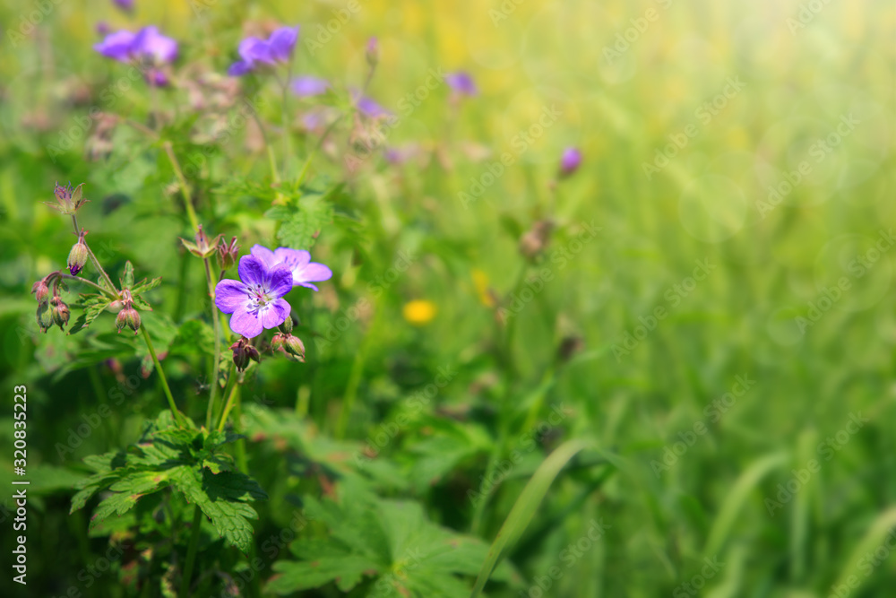 Geranium meadow in sunset light.Spring background. Geranium meadow in sunset light.Spring background.
