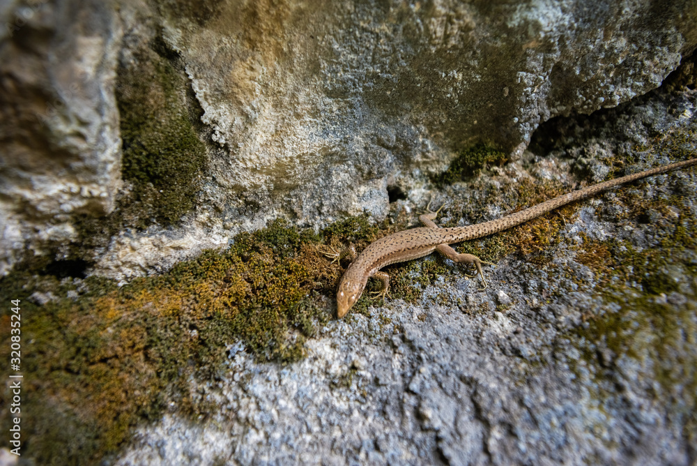 Fototapeta premium lizard on rock