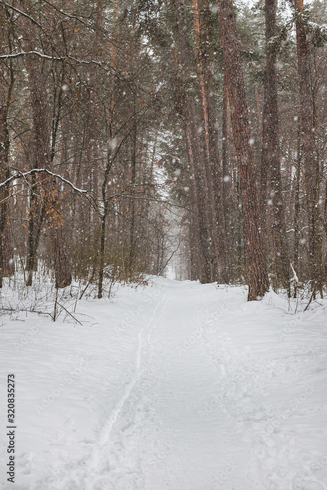 Path in the winter forest. It's snowfall Path in the winter forest. It's snowfall