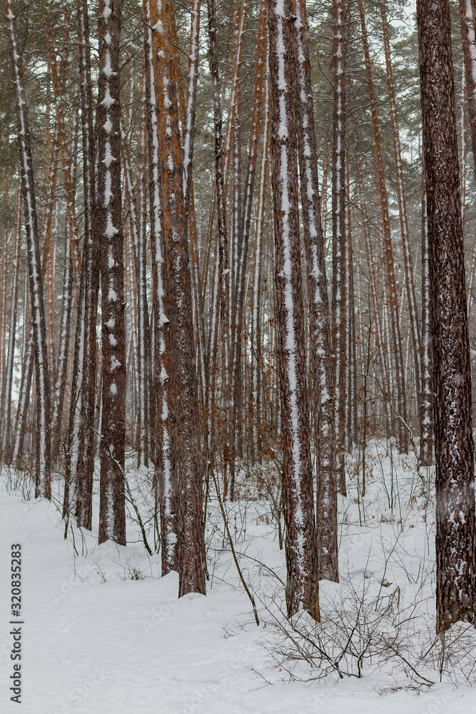 Pine trees in the snow. Winter forest Pine trees in the snow. Winter forest