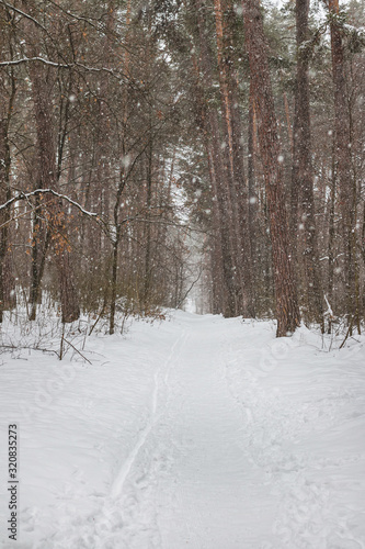 Path in the winter forest. It's snowfall