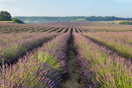 Lavender field in Puimoisson  Provence  France