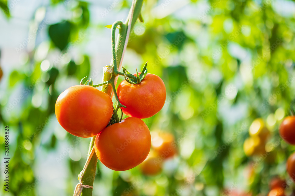 Fresh red ripe tomatoes hanging on the vine plant growing in organic garden
