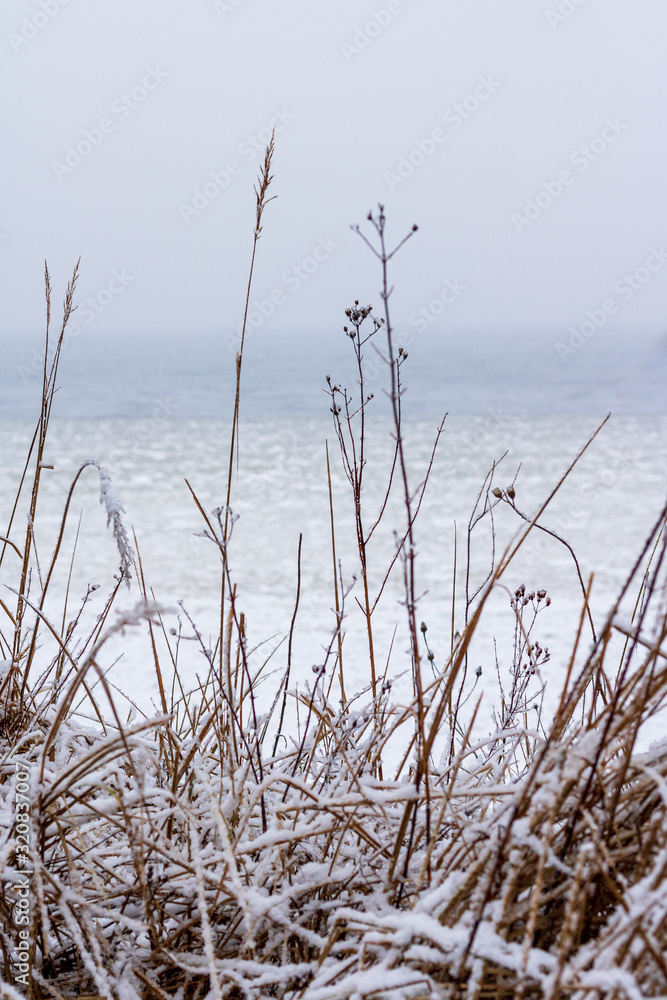 Frosted grass covered with snow at the sea which is full of ice chunks on a cloudy winter day after snowfall in Tuja in Latvia Frosted grass covered with snow at the sea which is full of ice chunks on a cloudy winter day after snowfall in Tuja in Latvia