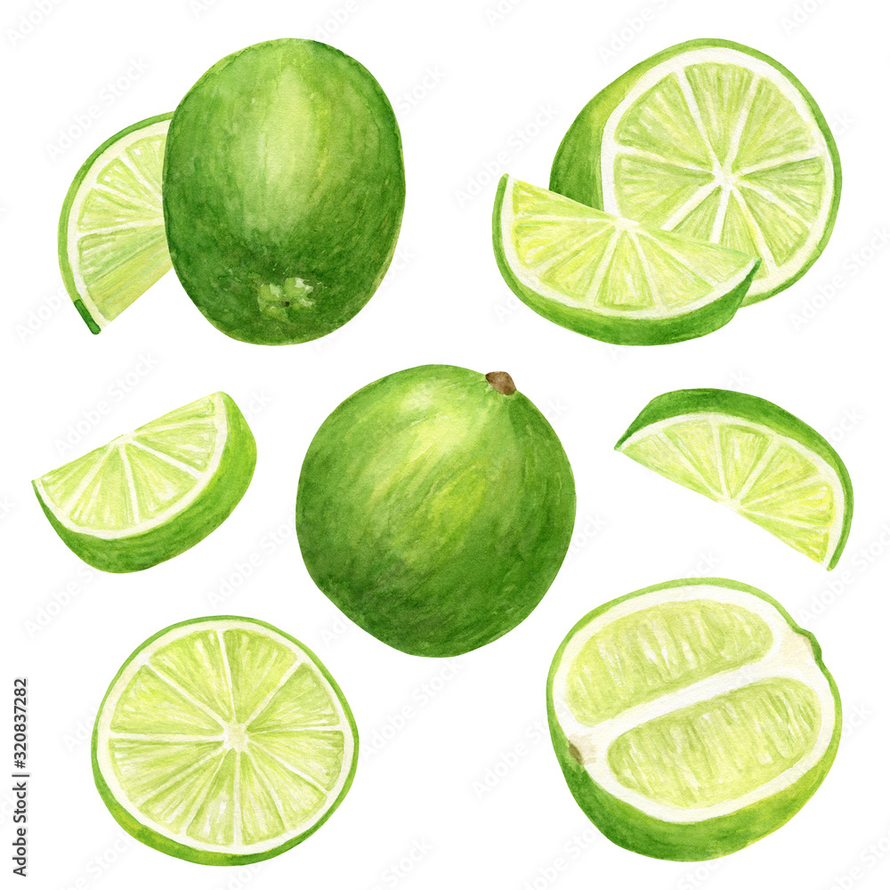 Watercolor lime set. Hand drawn botanical illusttration of slices, green citrus fruits isolated on white background for package design, menu, cards, decoration.