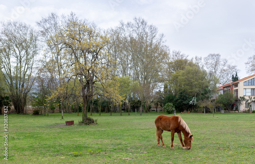 Grazing brown Horse on the green Pasture © panafoto