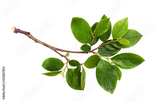 Fototapeta Fresh twig with green leaves