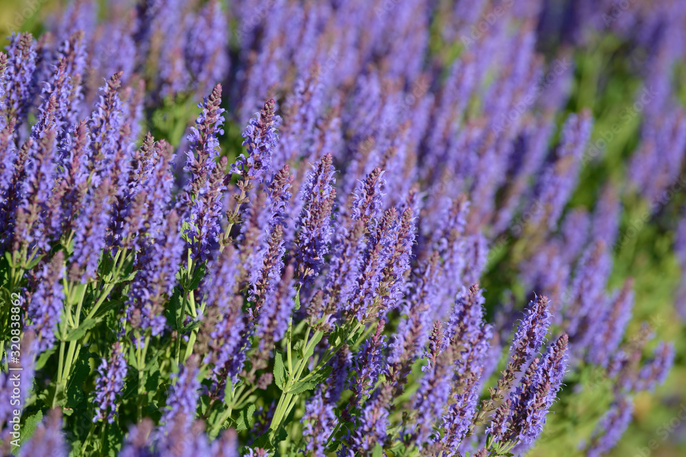 Obraz premium Lavender Flowers. Flowering bush growing in the field. Blooming lavender inflorescence of beautiful colorful wild grass.