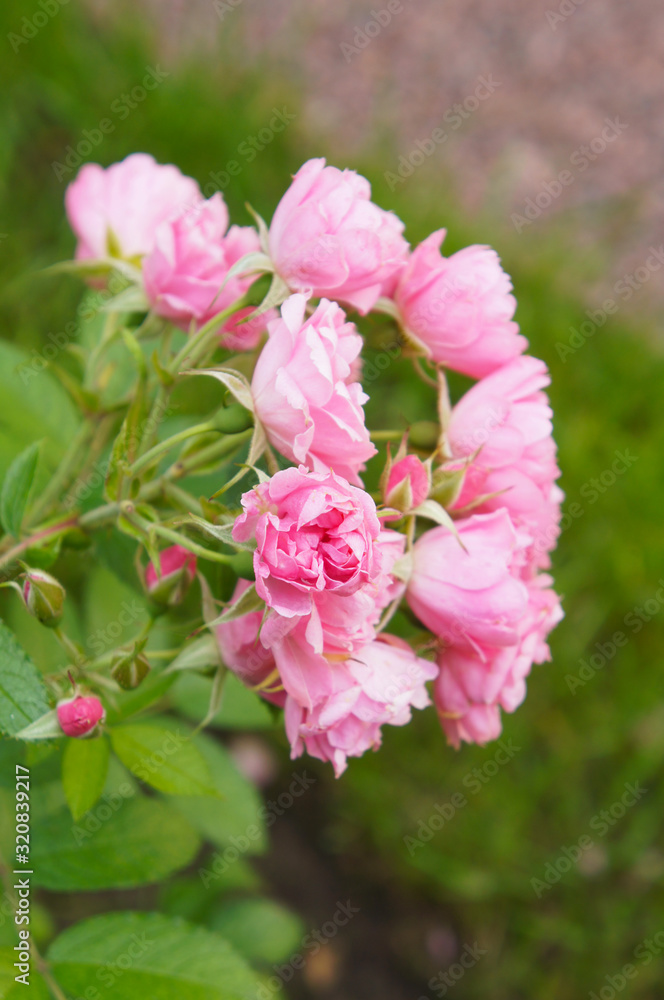 Shrub of rosa rugosa beach rose pink grootendorst 