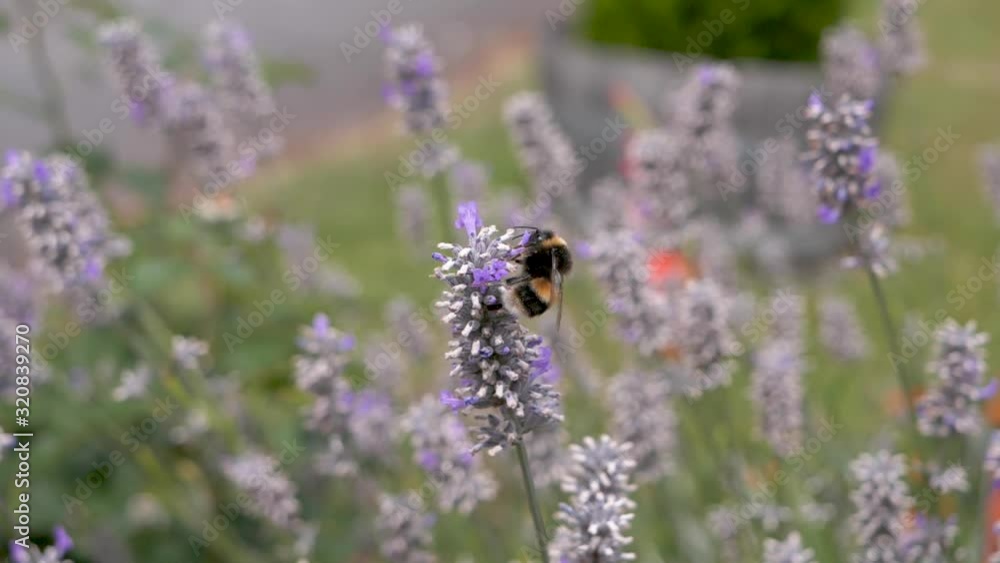 Slow Motion Close up of European Bumble Bee collecting nectar from beautiful lavender flower Australia Slow Motion Close up of European Bumble Bee collecting nectar from beautiful lavender flower Australia
