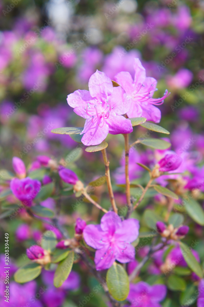 Shrub of pink rhododendron flowers vertcial