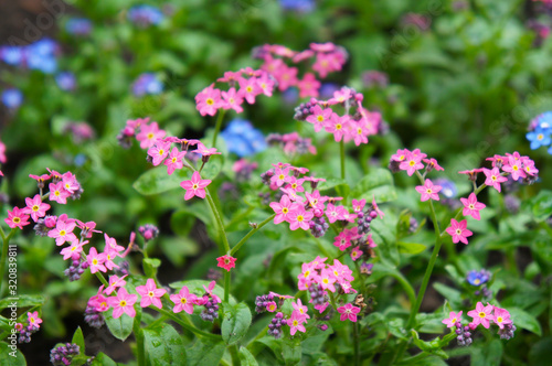 Wallpaper Mural Myosotis or forget-me-nots pink flowers on ground Torontodigital.ca