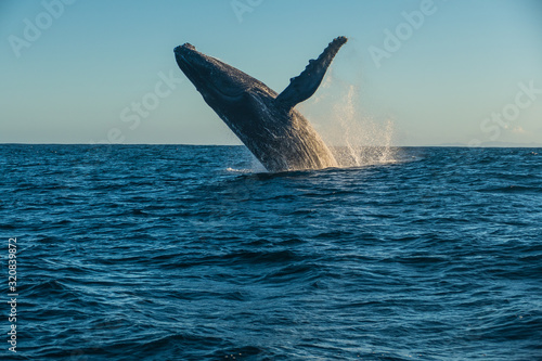 Humpback Whale of Madagascar jumping/breaching the water close to Sainte Marie © Tobias