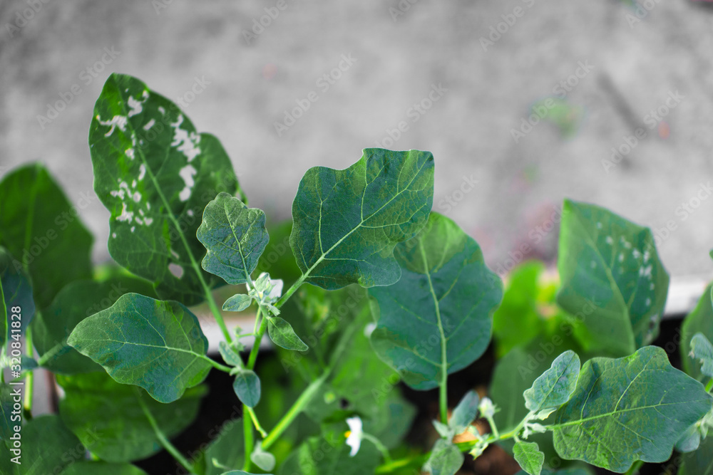 Obraz premium Eggplant leaves , herb, solanum, brinjal, cultivation, aubergine, foliage, field, small, water, beauty, botany, season, floral, flower, wild, agriculture, growing, eggplant, texture, tree, food, growt