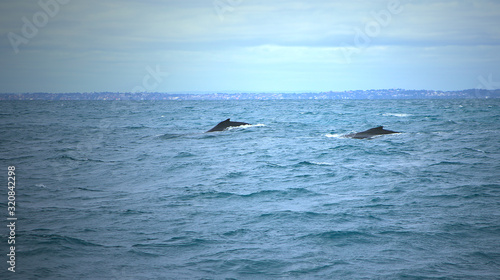 Humpback whales (Megaptera novaeangliae) near the coast of Perth (Western Australia)