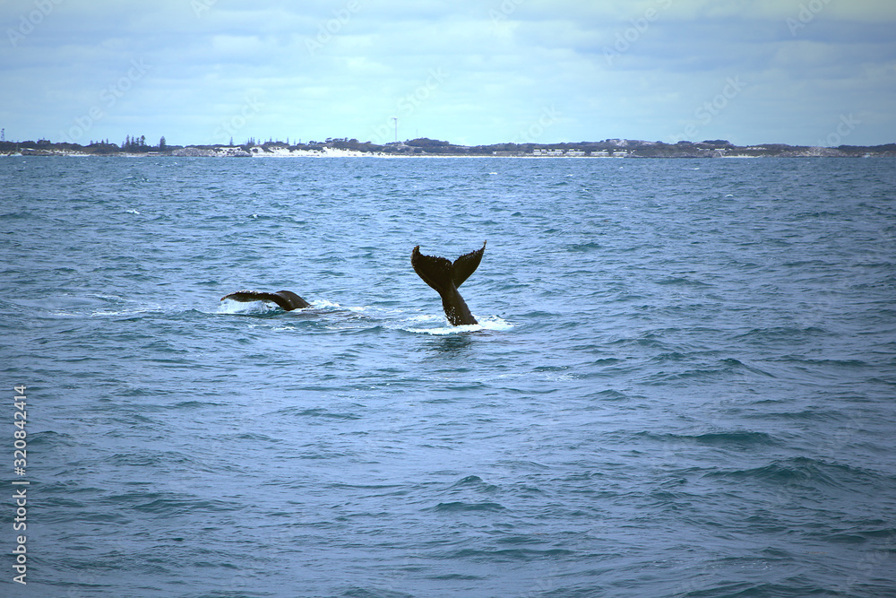 Fins of two humpback whales (Megaptera novaeangliae) near the coast of Perth (Western Australia)