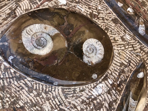 morocco sahara desert oasis town erfoud macro fossil center ammonite_13