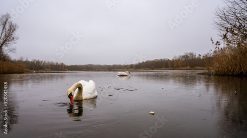 A beautiful swan on a frozen lake in winter