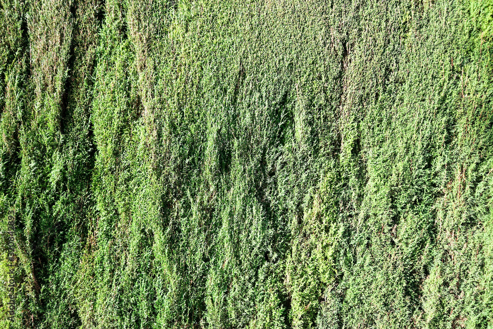 green cypress tree nature background green cypress tree nature background