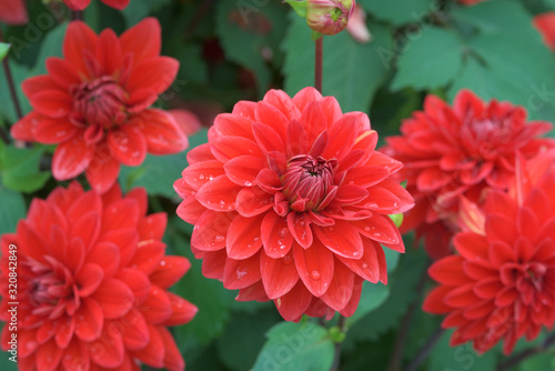 red dahlia flowers on a green background with bokeh
