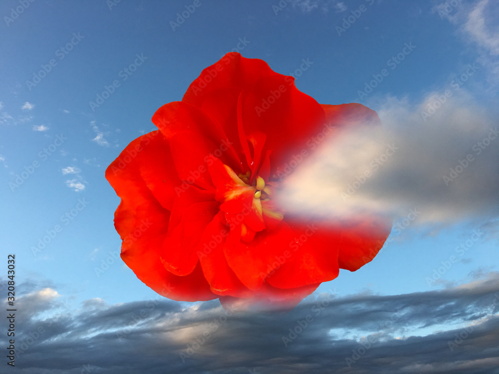 red flower against blue sky