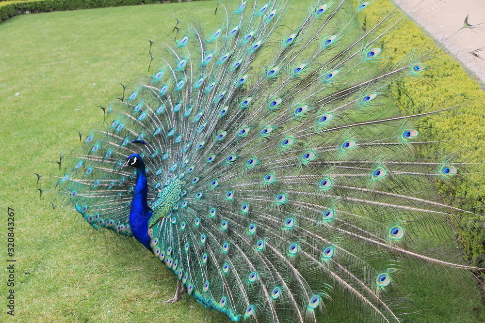Obraz premium peacock in a summer park (Prague)