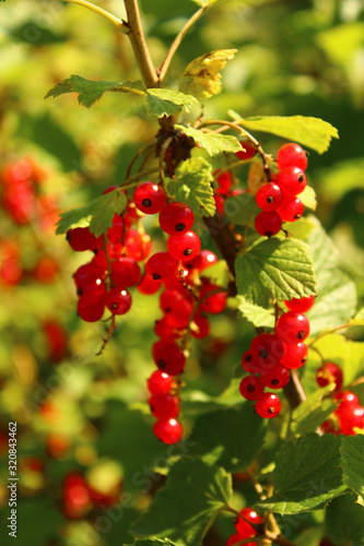 Red currants on the soft green blurry background, close-up.