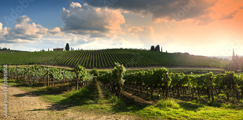 Tableau sur toile Beautiful vineyard in Tuscan countryside near Florence at sunset with cloudy sky