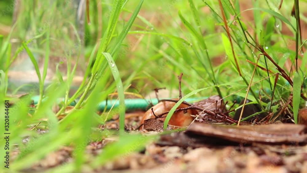 watering the garden green grass watering the garden green grass