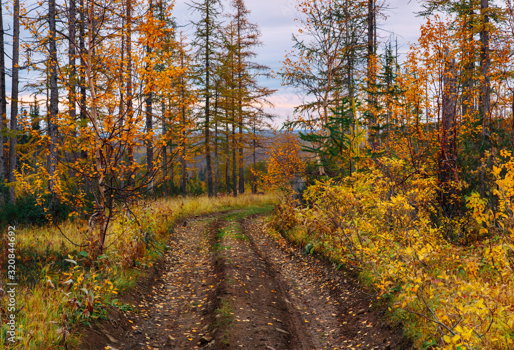Fototapeta premium road in autumn forest