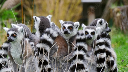 Lemur in the park in nature