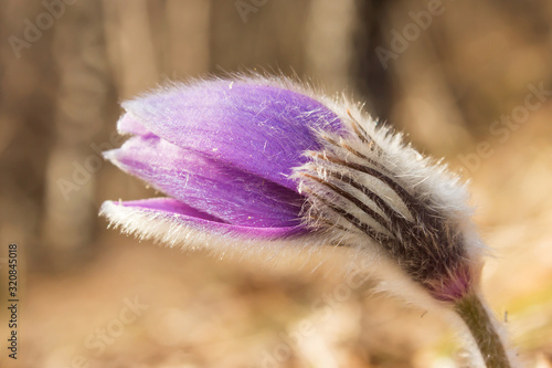 Pulsatilla grandis or the Greater pasque flower, Easter flower, is a species of flowering plant in genus Pulsatilla, family Ranunculaceae. Rare and endangered grassland habitat plant