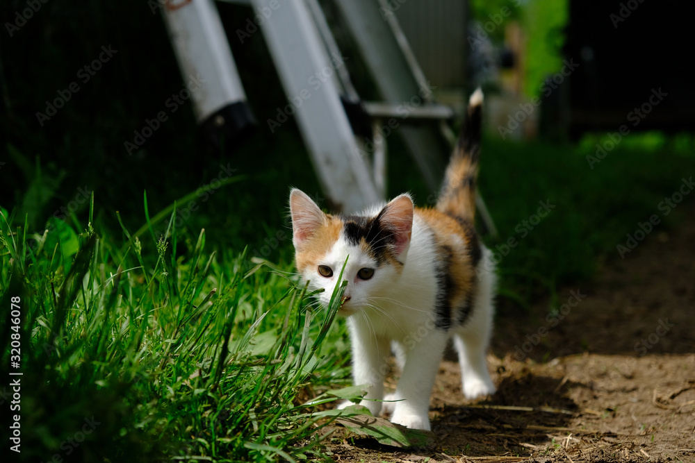 Calico kitten outdoors smelling green grass. Calico kitten outdoors smelling green grass.