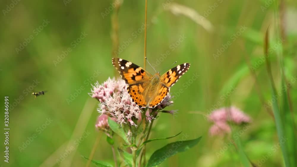 Painted Lady Butterfly on flower in the forest, beautiful insect in the nature habitat, wildlife from United Kingdom. Painted Lady Butterfly on flower in the forest, beautiful insect in the nature habitat, wildlife from United Kingdom.