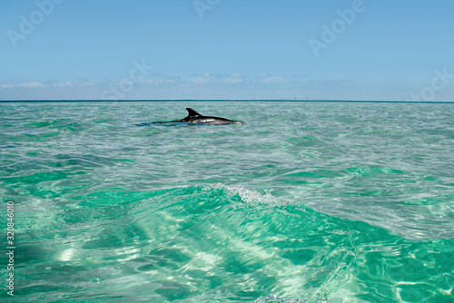 delfin schwimmt in türkisem wasser unter blauem himmel