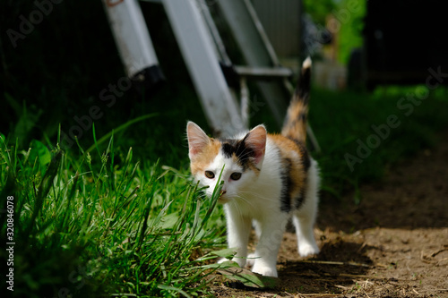 Calico kitten outdoors smelling green grass.