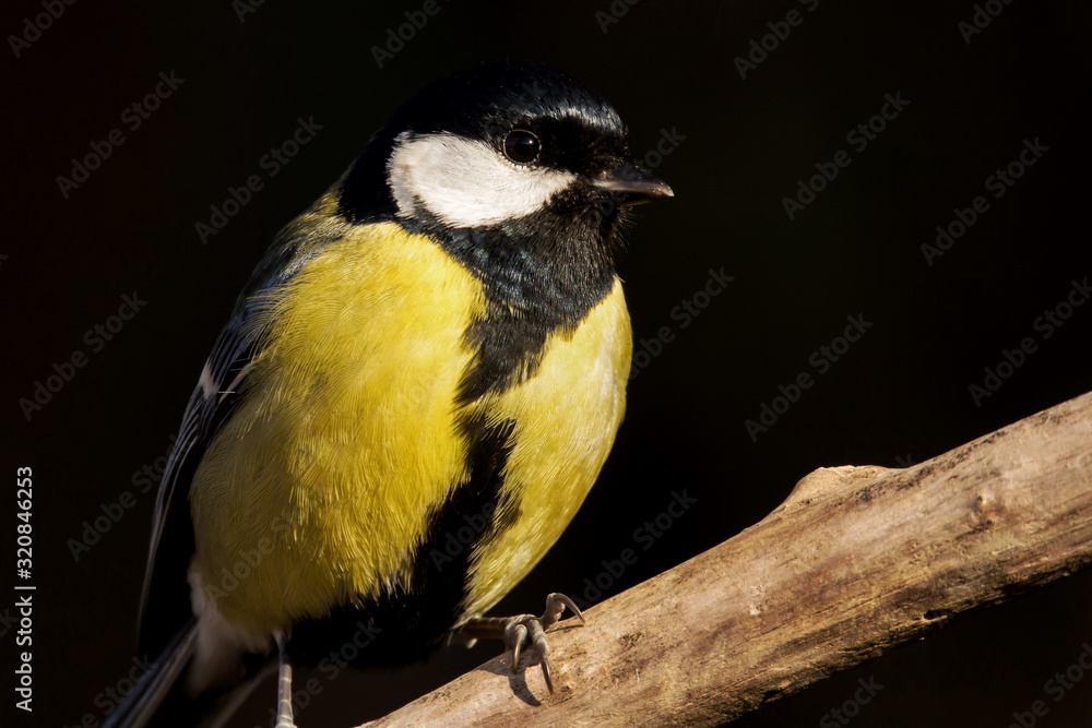 Great tit (Parus major) common garden bird close up, black yellow and white bird perching on the branch with blurry background Great tit (Parus major) common garden bird close up, black yellow and white bird perching on the branch with blurry background