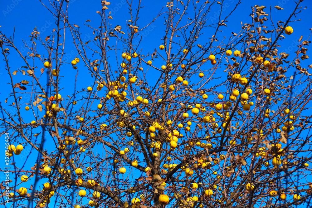 Autumn has come in the garden, the leaves are flying around and the apples are hanging on the branches of a tree Autumn has come in the garden, the leaves are flying around and the apples are hanging on the branches of a tree