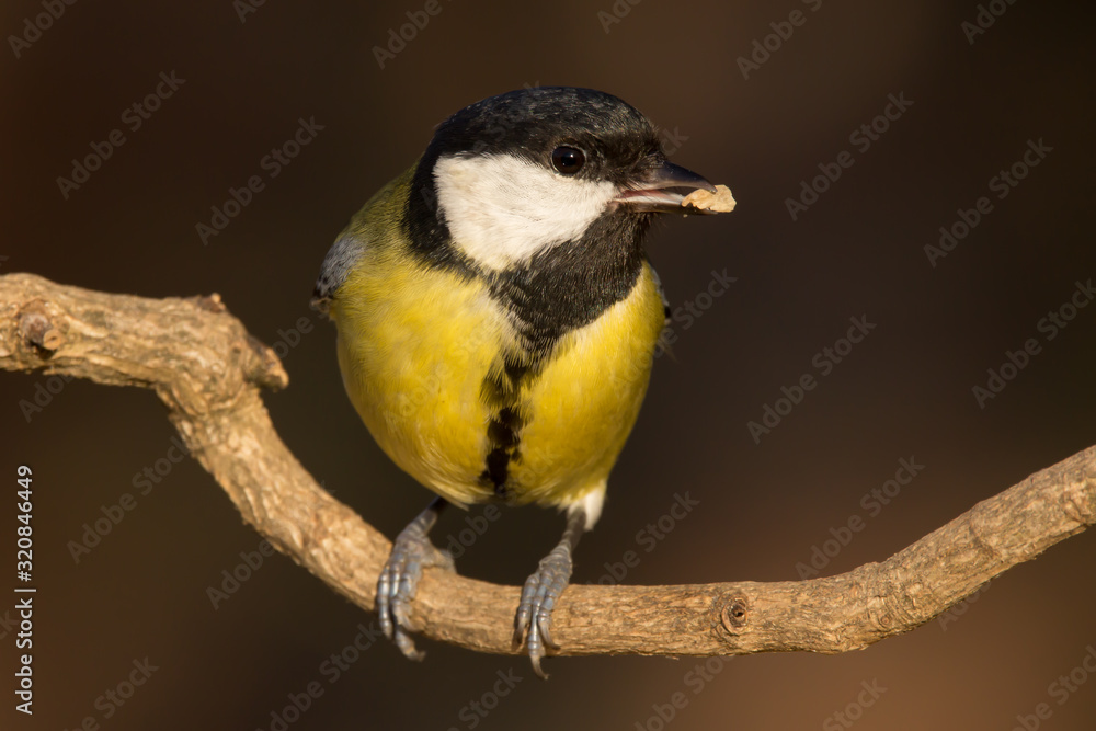Great tit (Parus major) common garden bird close up, black yellow and white bird perching on the branch with blurry background Great tit (Parus major) common garden bird close up, black yellow and white bird perching on the branch with blurry background
