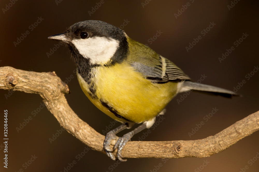 Fototapeta premium Great tit (Parus major) common garden bird close up, black yellow and white bird perching on the branch with blurry background