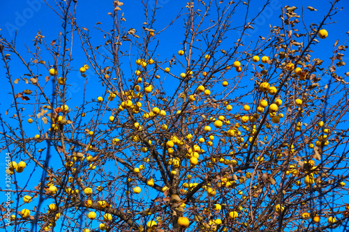 Autumn has come in the garden, the leaves are flying around and the apples are hanging on the branches of a tree