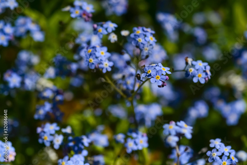 Vergissmeinnicht Forget-me-Not Myosotis Zierpflanze Garten Blau Frühling Frühjahr klein lila Knospen Liebe vermissen Erinnerung Friedhof Symbol beliebt Nahaufnahme Makro