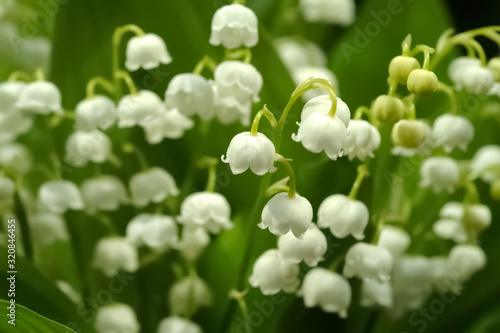 Maiglöckchen Convallaria majalis Maieriesli Garten Blume Zierpflanze giftig Bärlauch Verwechslung Glocken klein weiß beliebt gefährlich Frühling Bote Symbol grün mini photo