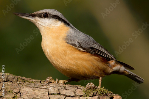 Nuthatch (Sitta europaea) Eurasian nuthatch bird perching on a branch, close up bird photo with blurry background, common wood and garden bird with orange breast and grey back © Luka