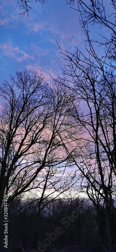 arbres